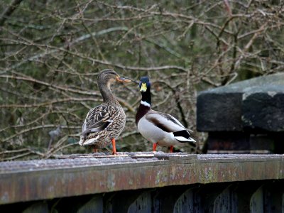 2 Pesky Ducks. photo