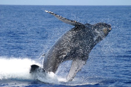 HIHWNMS - humpback - NOAA permit 782-1438 photo