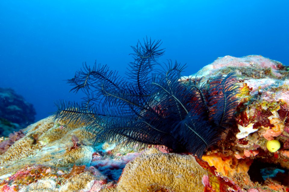 NMSAS - Blue Crinoid