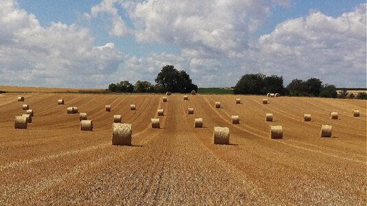Straw field crops harvested