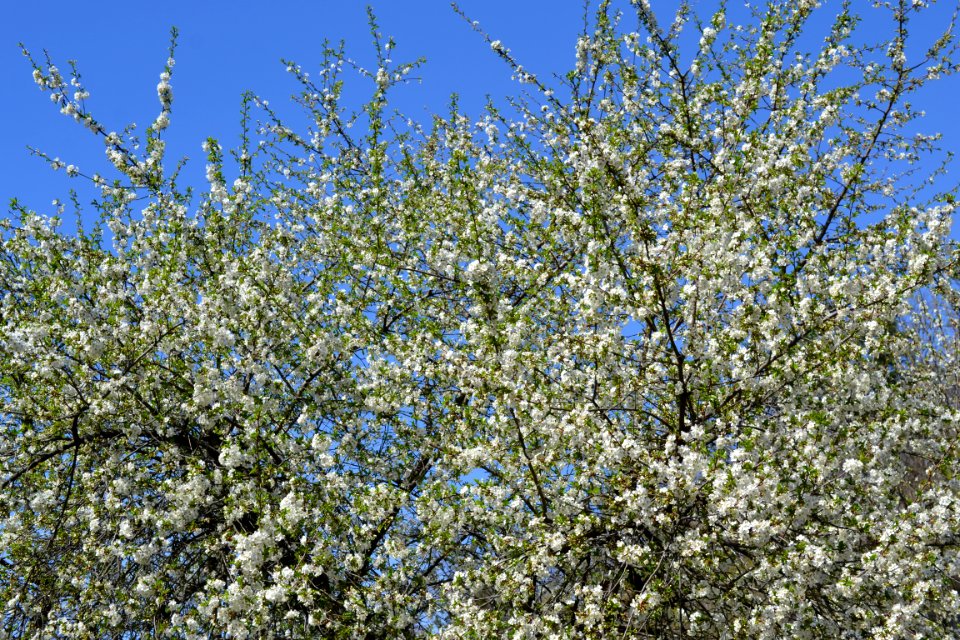Flowering trees