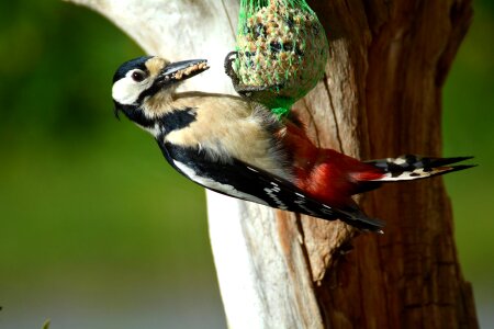 Bird seed nature close up photo