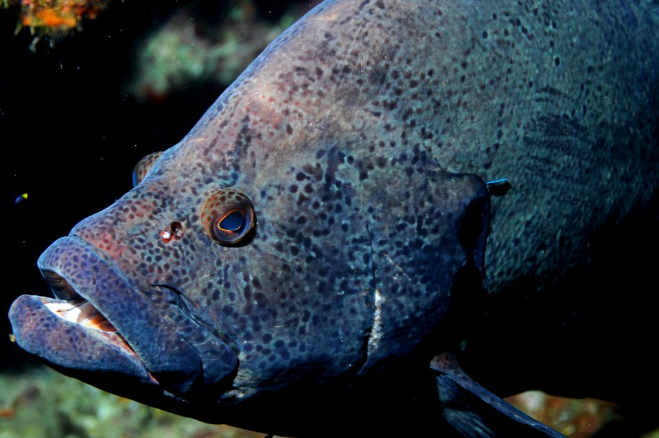 FGBNMS - Marbled Grouper
