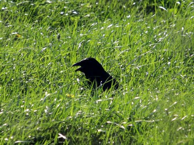 Crow A photo
