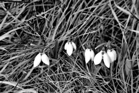 black and white