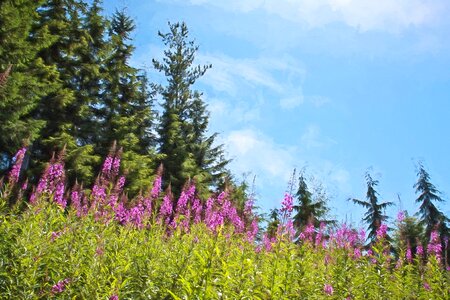 Spring floral purple