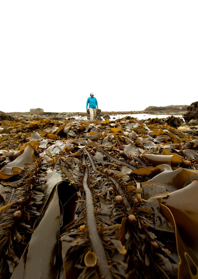 OCNMS - Tidepooling Kelp