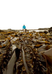 OCNMS - Tidepooling Kelp photo