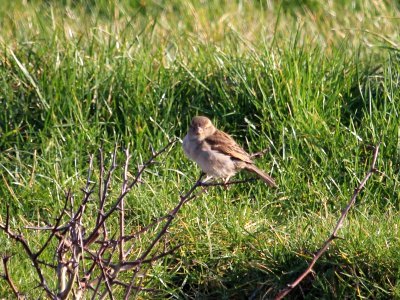 House Sparrow