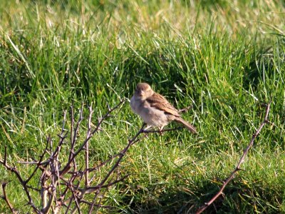 House Sparrow photo