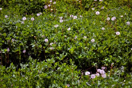 Dandelions and alfalfa