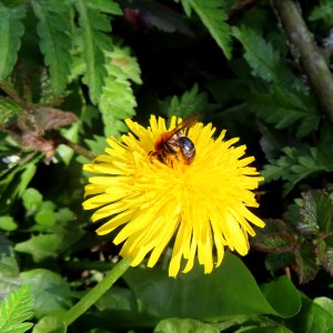 A Bee Mining