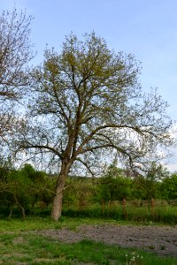 walnut