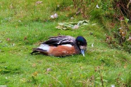 Chiloe Wigeon