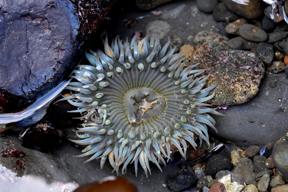 Starburst Anemone