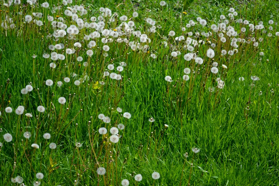Dandelions and alfalfa