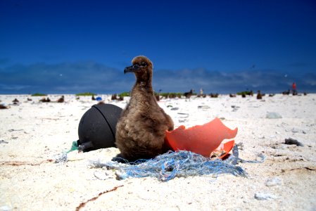 PMNM - Albatross Chick And Derelict Net photo