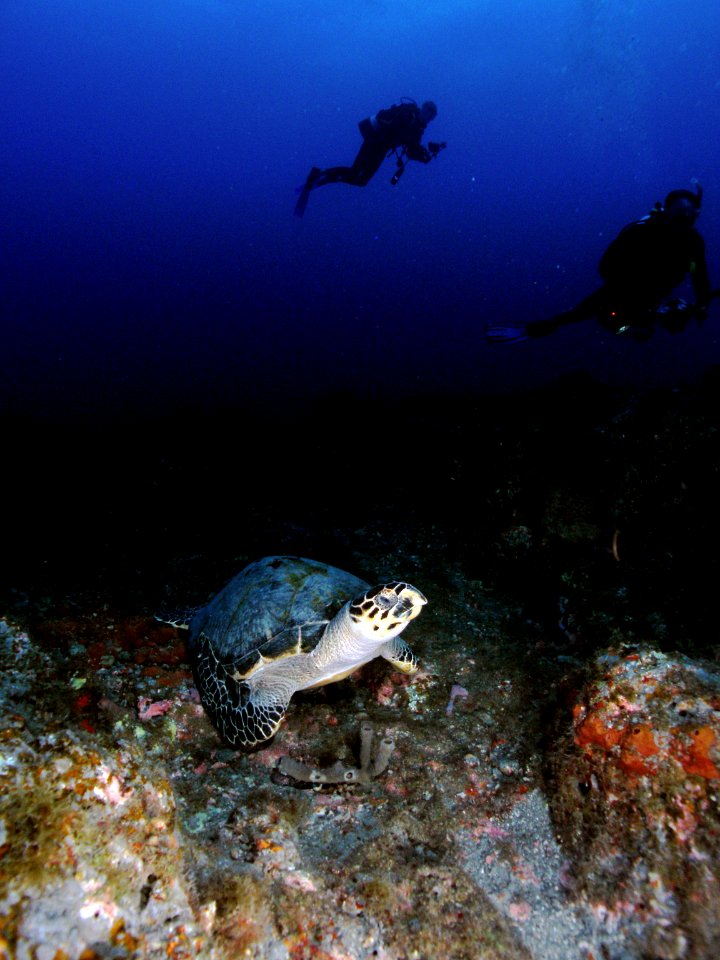Hawksbill Turtle and Divers