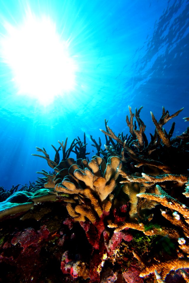 NMSAS - Reef In Sunlight