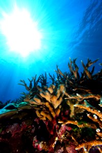 NMSAS - Reef In Sunlight photo