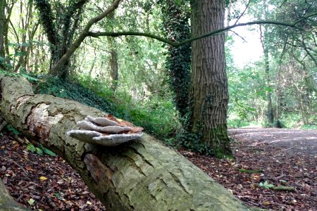 Autumnal Fungus