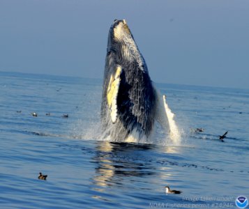 SBNMS - humpback-NOAApermit14245 photo