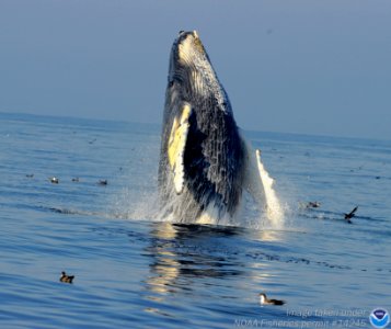 SBNMS - humpback-NOAApermit14245