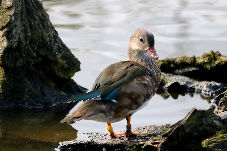 Mandarin Duck Female photo