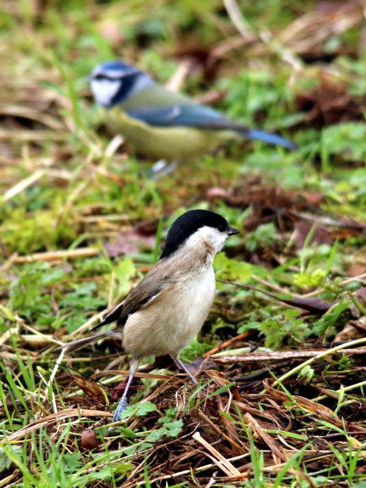 Bokeh Marsh Tit photo