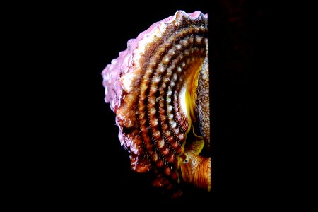 MBNMS - red turban snail photo