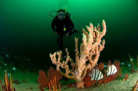 GRNMS - Diver with branching sponge and spadefish