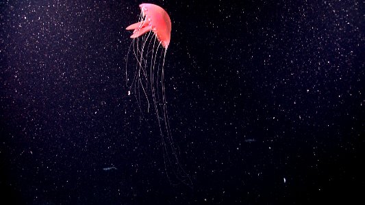 Pink Jellyfish