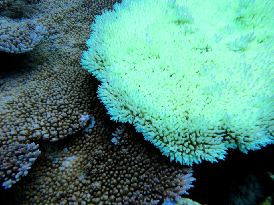 NMSAS - coral bleaching