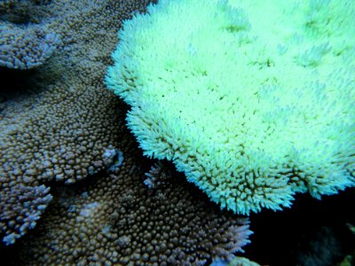 NMSAS - coral bleaching photo