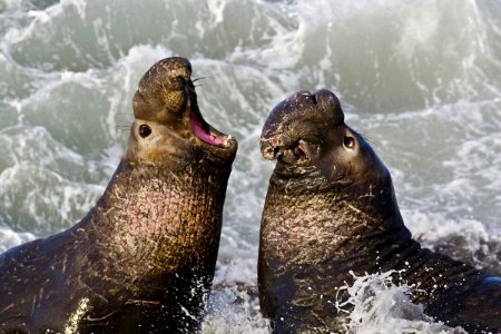 MBNMS - elephant seals photo
