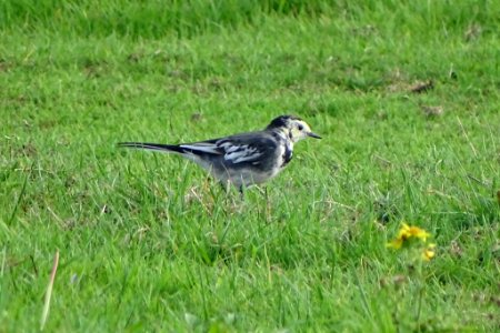 Pied Wagtail photo