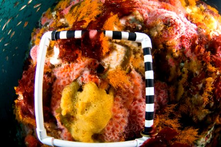 CBNMS - Corynactis californica- strawberry corallimorpharian (Corallimorphidae) *Garveia annulata- orange hydroid (Bougainvilliidae)
