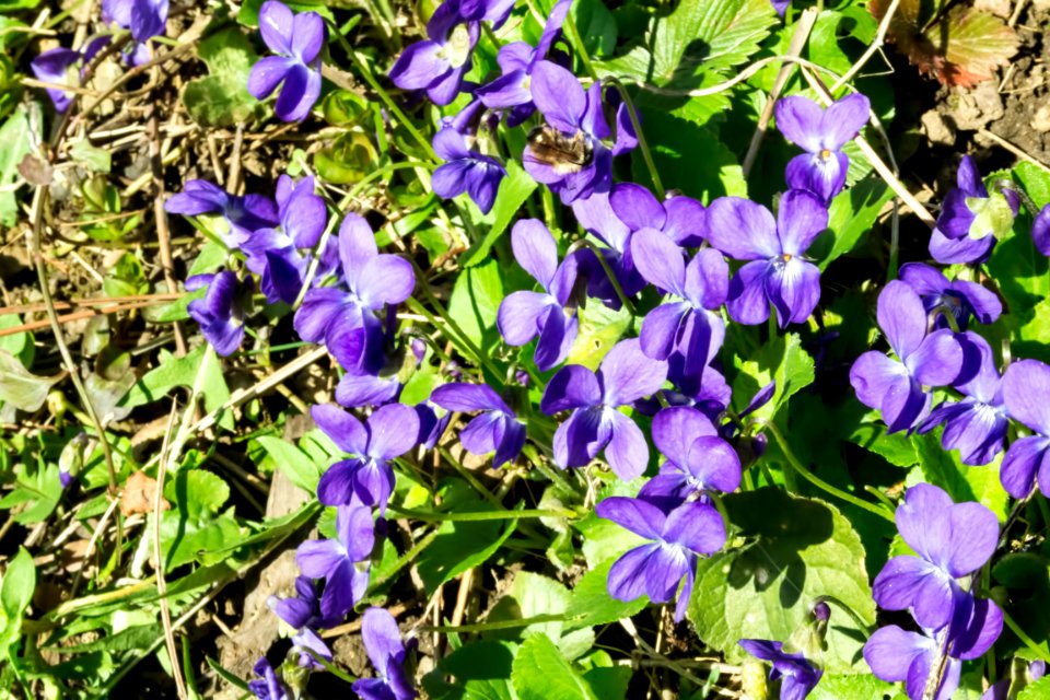 spring