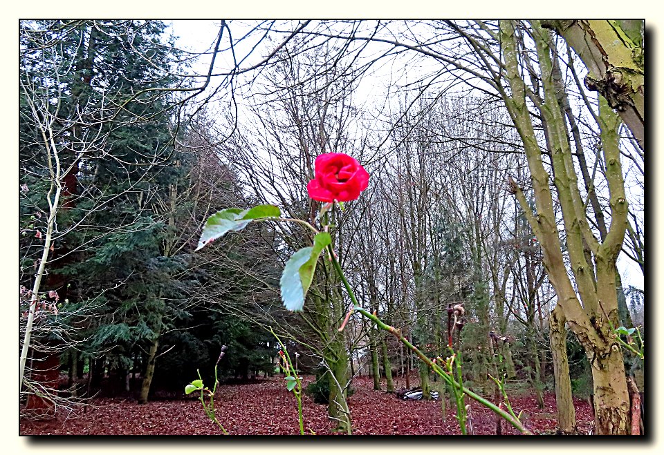 June Bloom in January