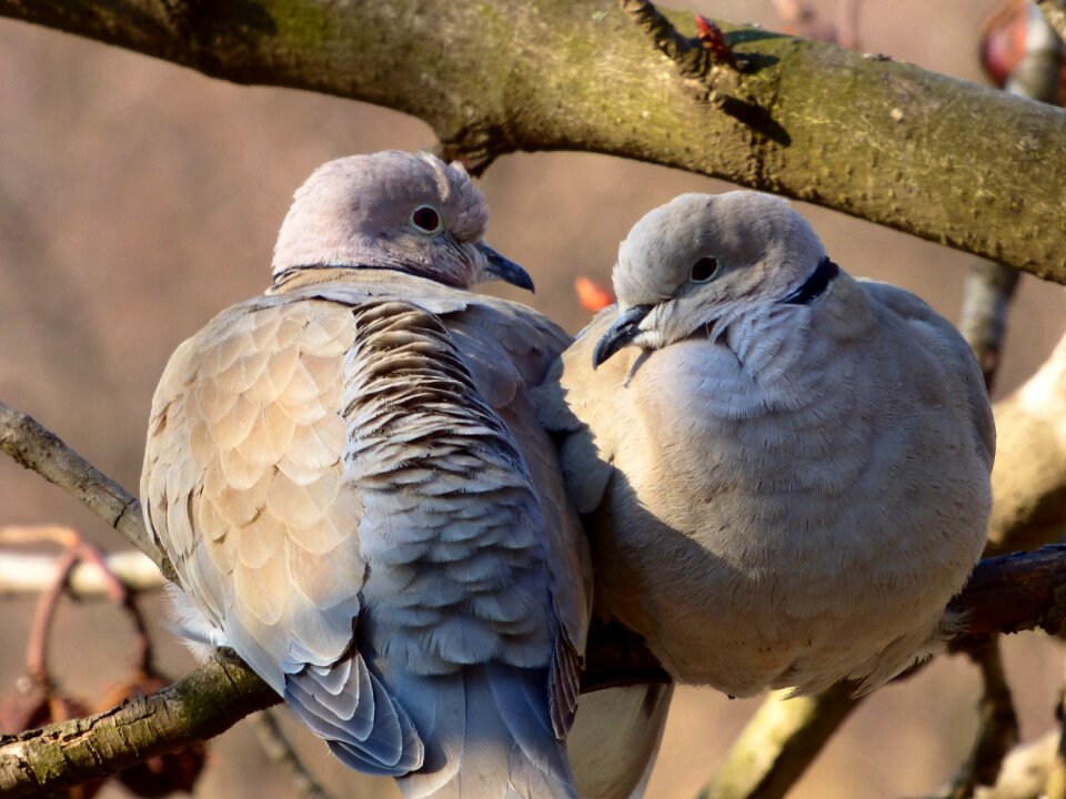Bird dove turtle dove