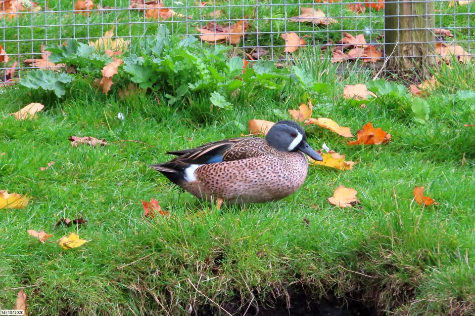 Blue-winged Teal photo