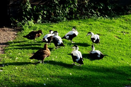 Eider Ducks photo