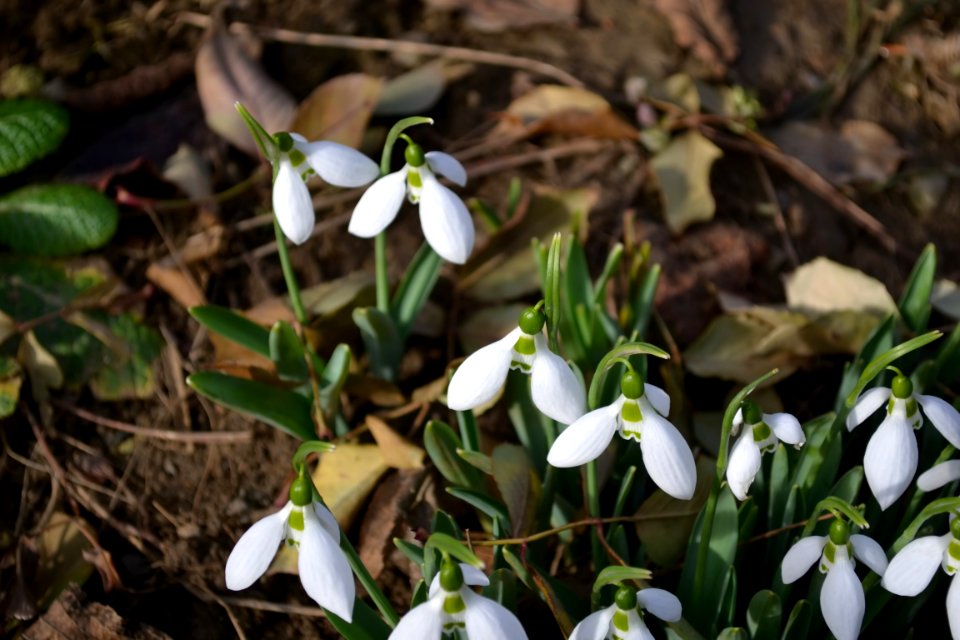 Snowdrops in February