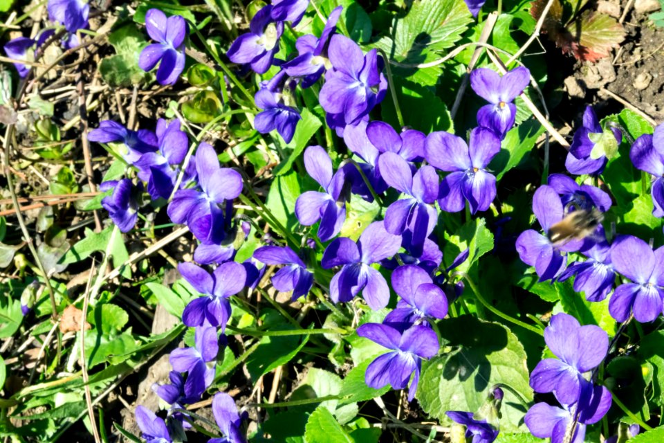 spring