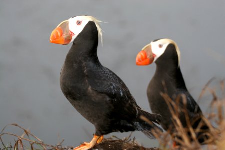 OCNMS -- Tufted Puffins