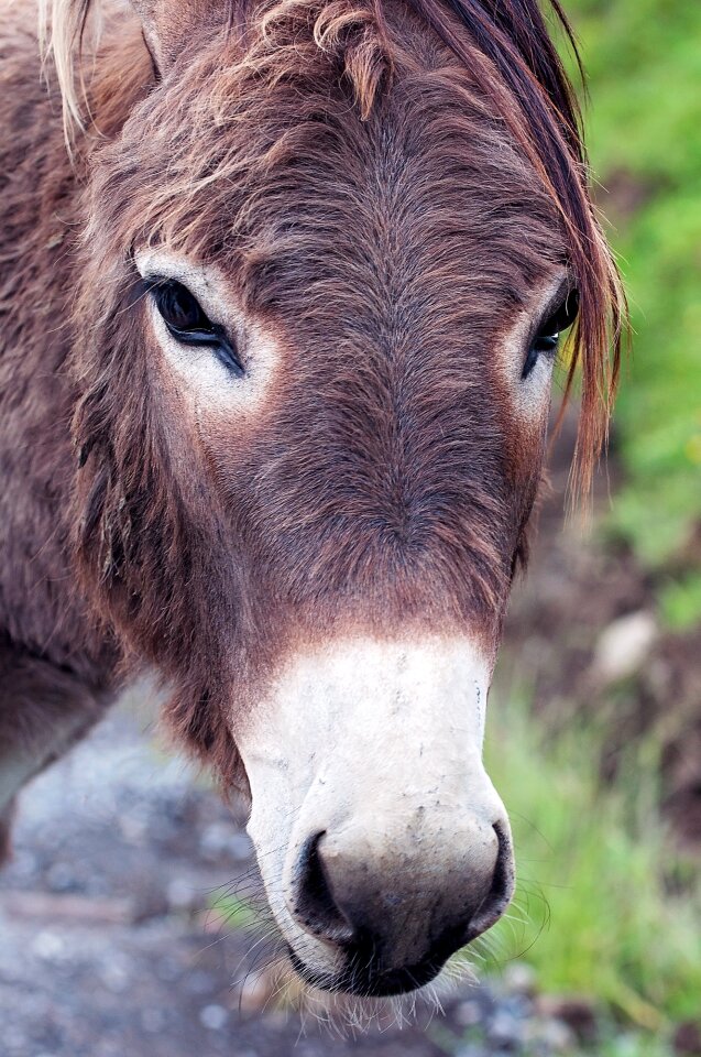 Mammal livestock head