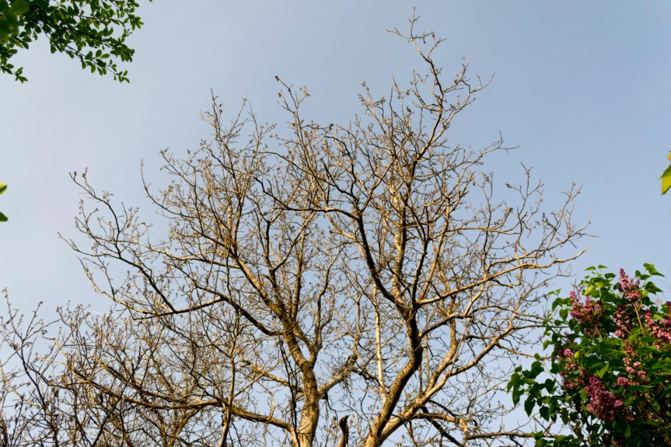 walnut