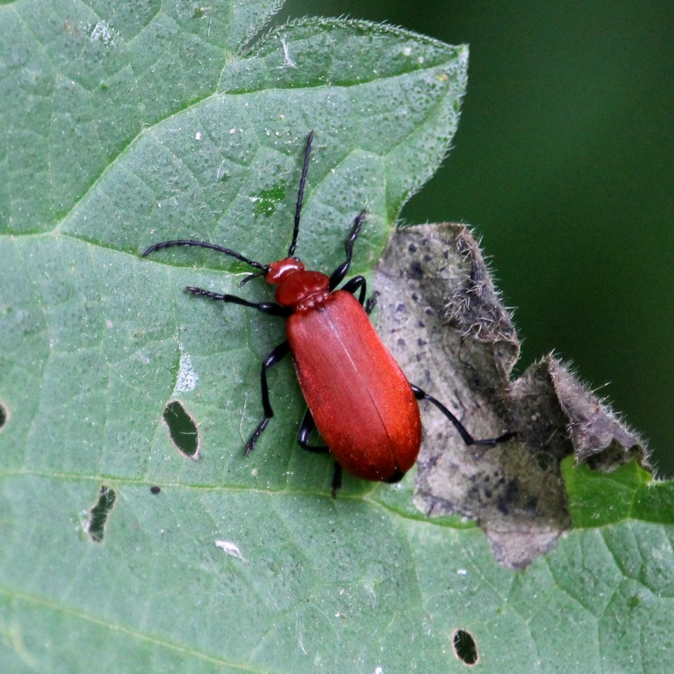 Pyrochroa serraticornis photo