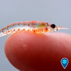 CBNMS krill