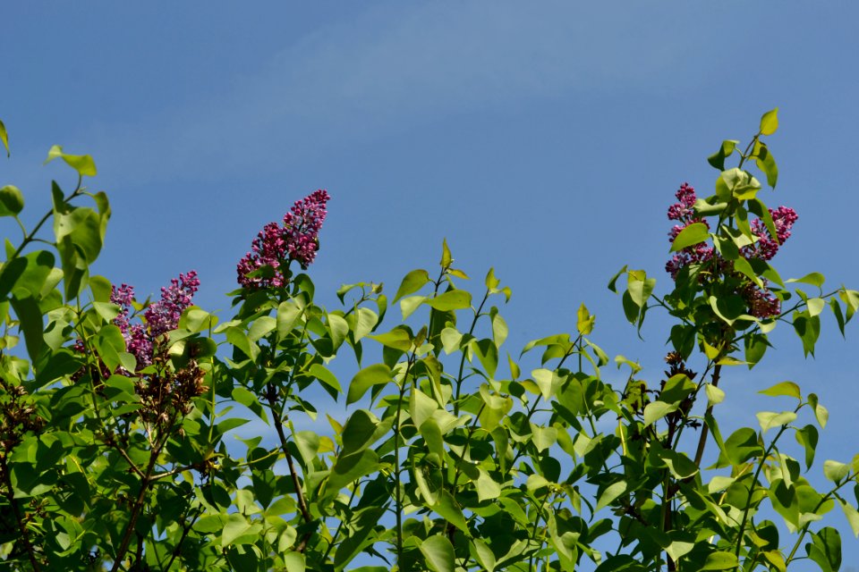 lilac